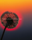 Анкета проститутки Лина - метро Беговой, возраст - 34